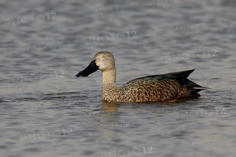 Cape Shoveler