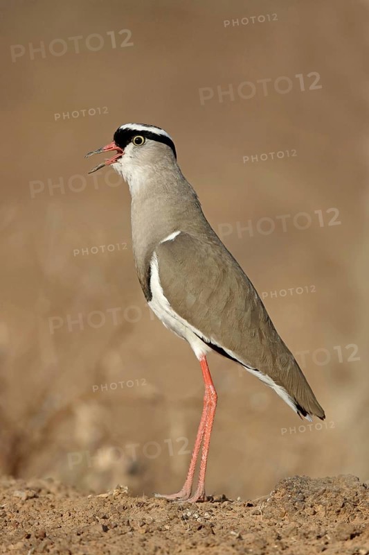 Crowned Lapwing