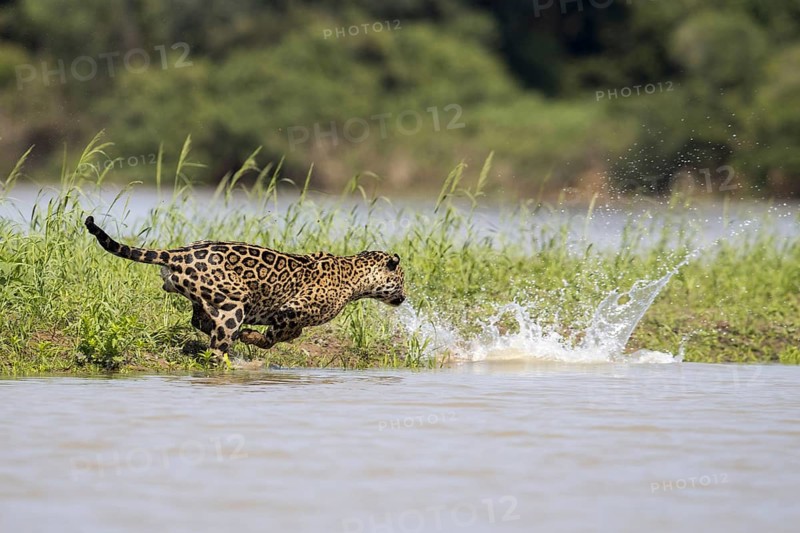 Adult south american jaguar