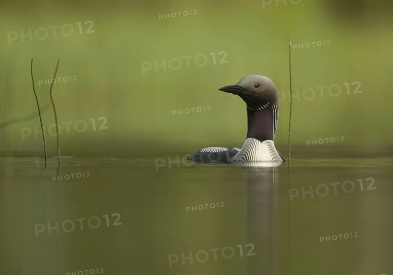 Black-throated Diver