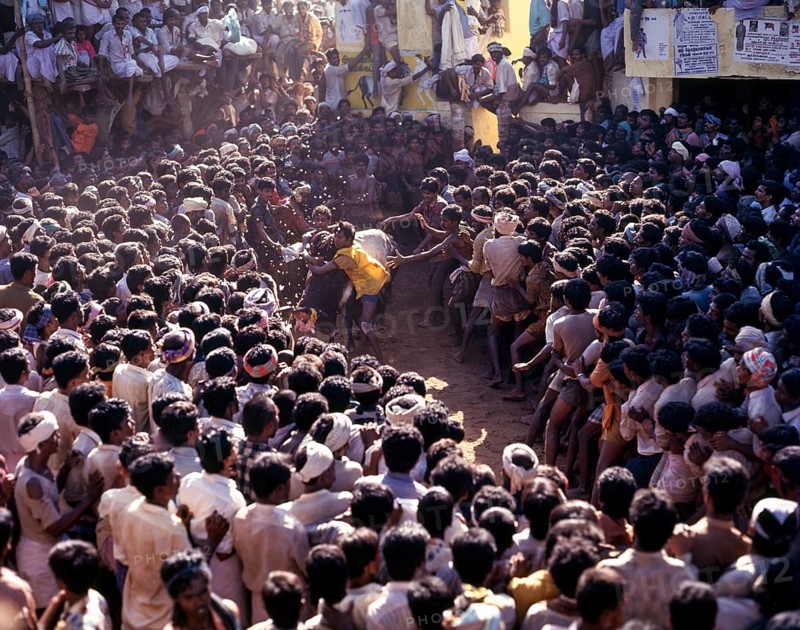 Jallikattu in Alanganallur near Madurai