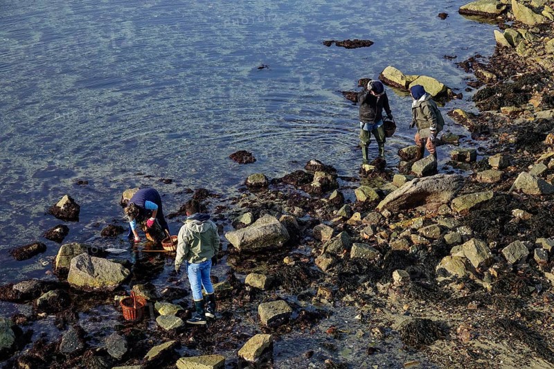 Tidal fishing peche a pied at low tide off Roscoff
