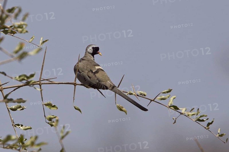 Namaqua dove