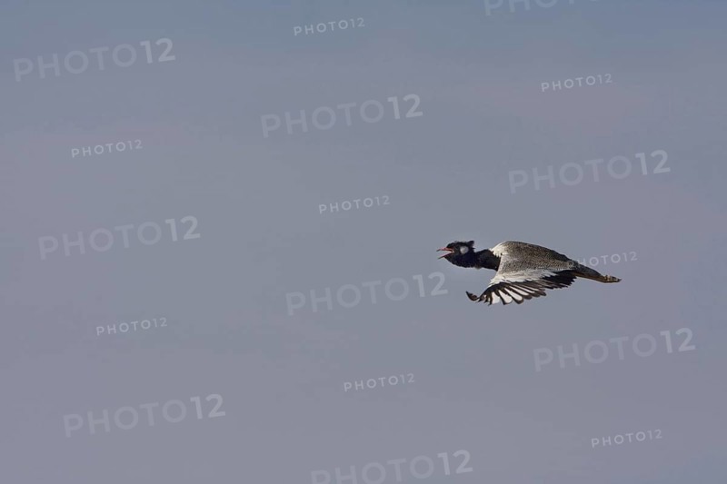 Cackling Bustard