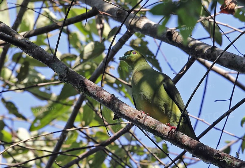 Yellow-bellied Green-pigeon