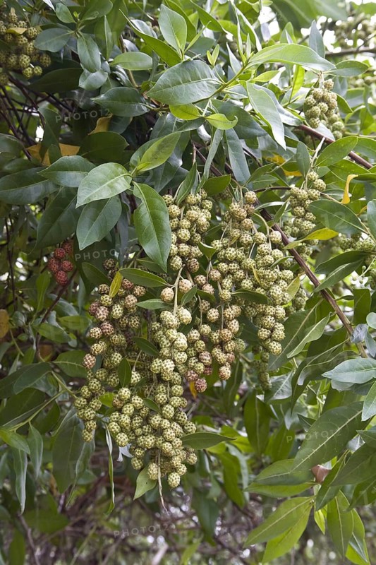 Leaf and fruit of the button mangrove Galapagos Islands