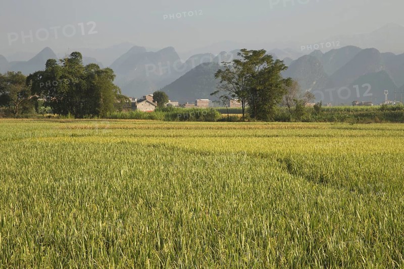 Asian rice