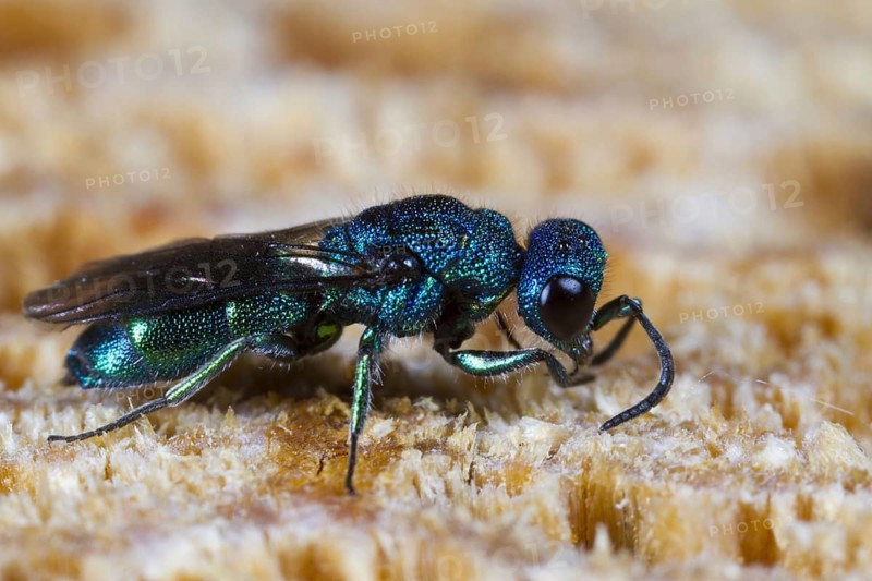 Cuckoo Wasp
