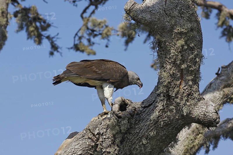 Grey-headed Fish-eagle