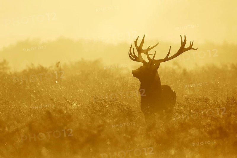 Red deer
