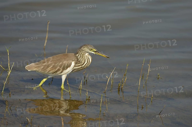 Indian Pond-heron
