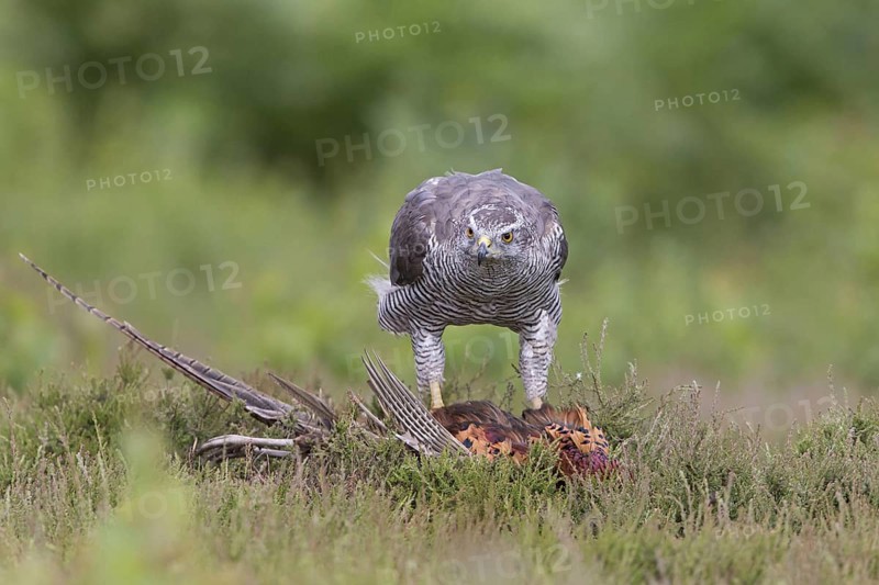 Northern northern goshawk