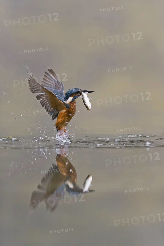 Common Kingfisher