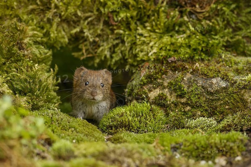 Bank voles