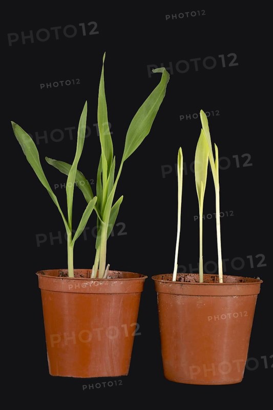 Maize or maize seedlings germinated and grown with and without light severely weakened yellow plants