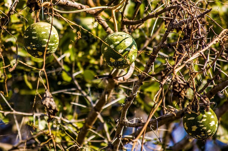 Wild calabash