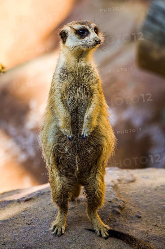 Meerkats