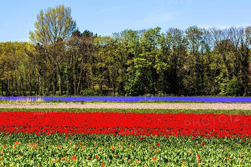 Flowering tulip fields