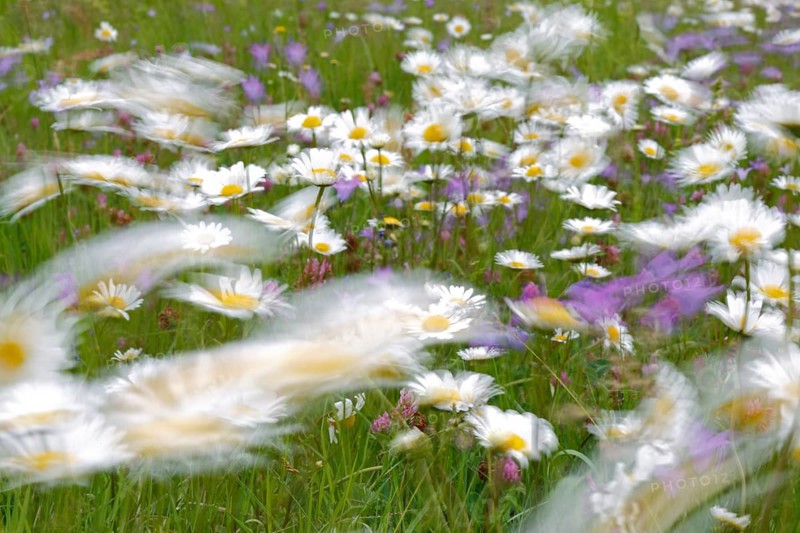 Blur experiment on a flowering meadow in summer