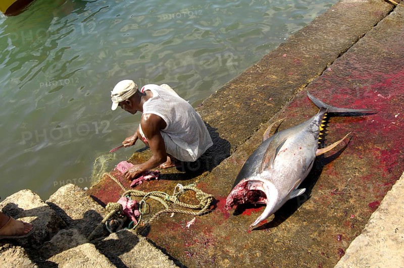 Fishermen gut tuna