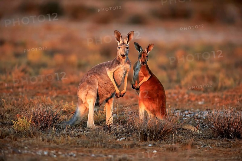Red Kangaroo