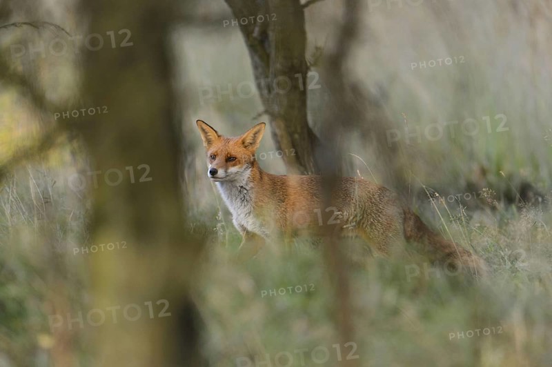 European Red Fox