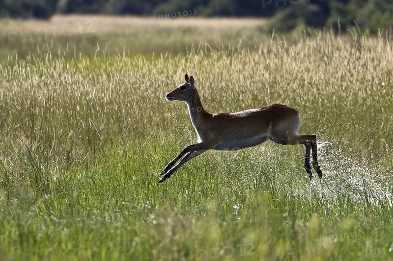 Red lechwe waterbuck