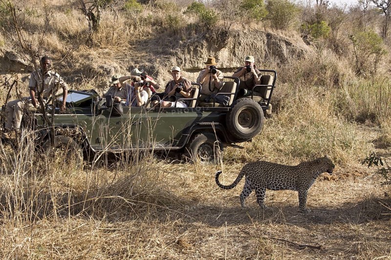 Pardusnian leopard leopards