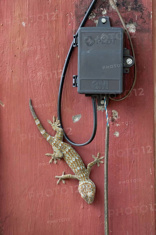Adult Tokay Gecko