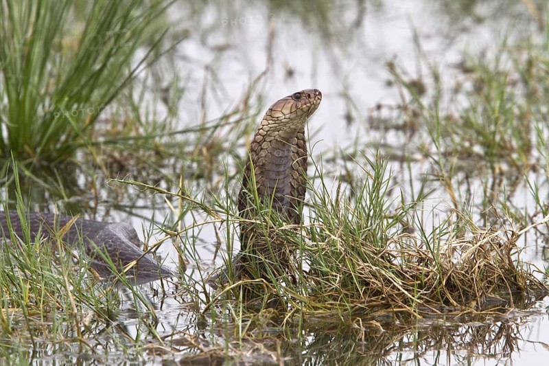 Mozambique Spitting Cobra