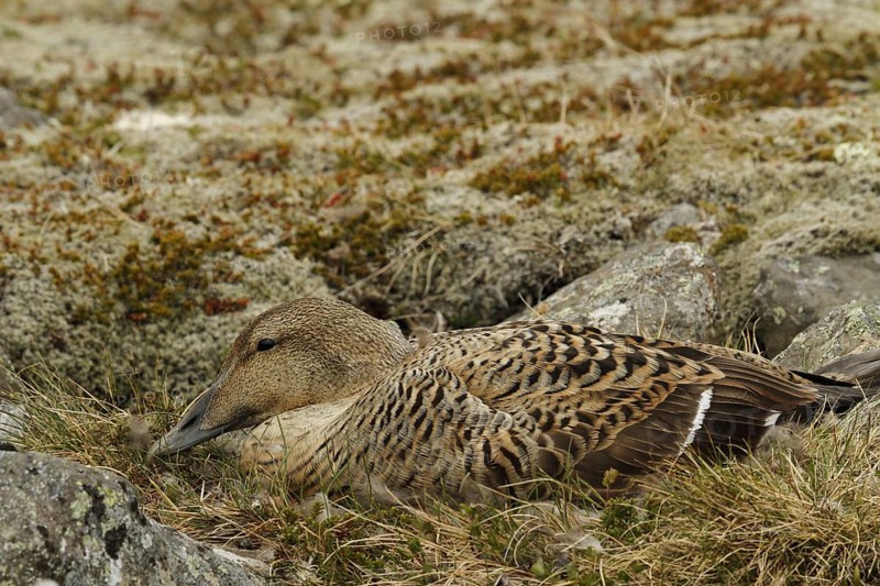 Common eider