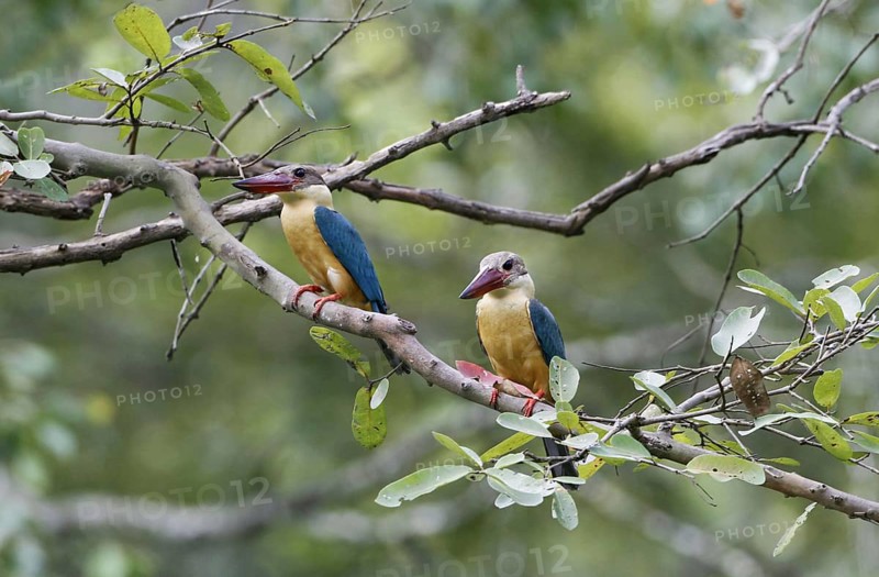 Stork-billed Kingfisher