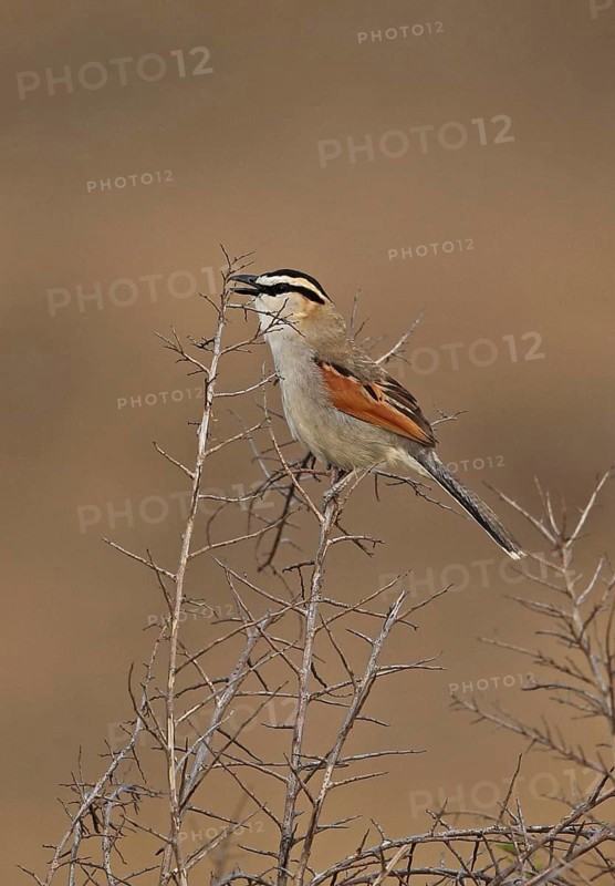 Black-crowned tchagra