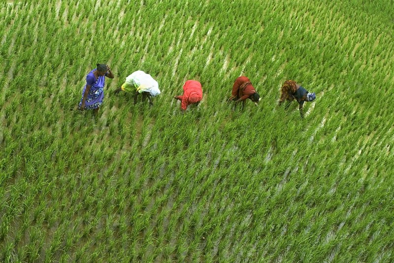 Asian rice