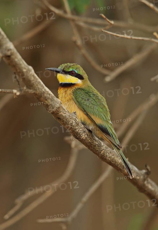 Little Bee-eater