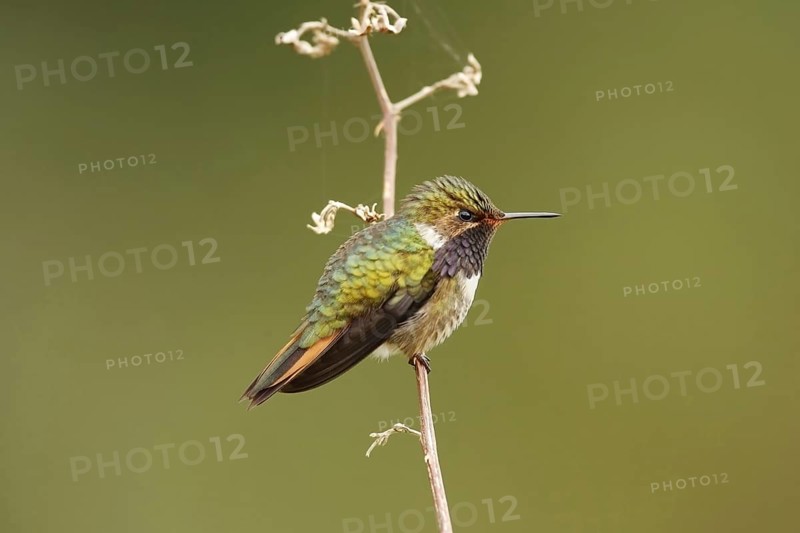 Volcano Hummingbird