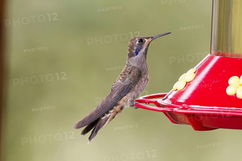 Brown violetear