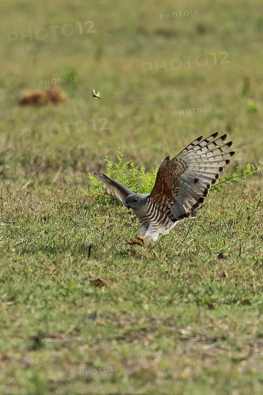 African cuckoo owl
