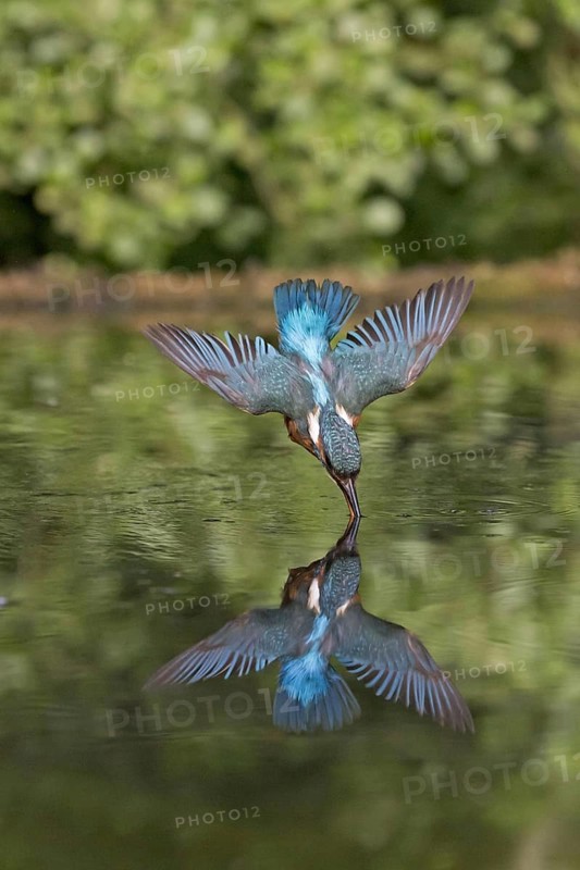 Common Kingfisher