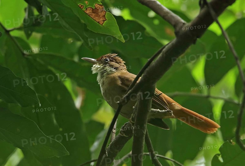 White-eyed warbler