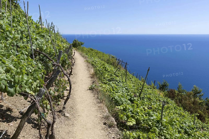Vineyards growing on steep slope at coast