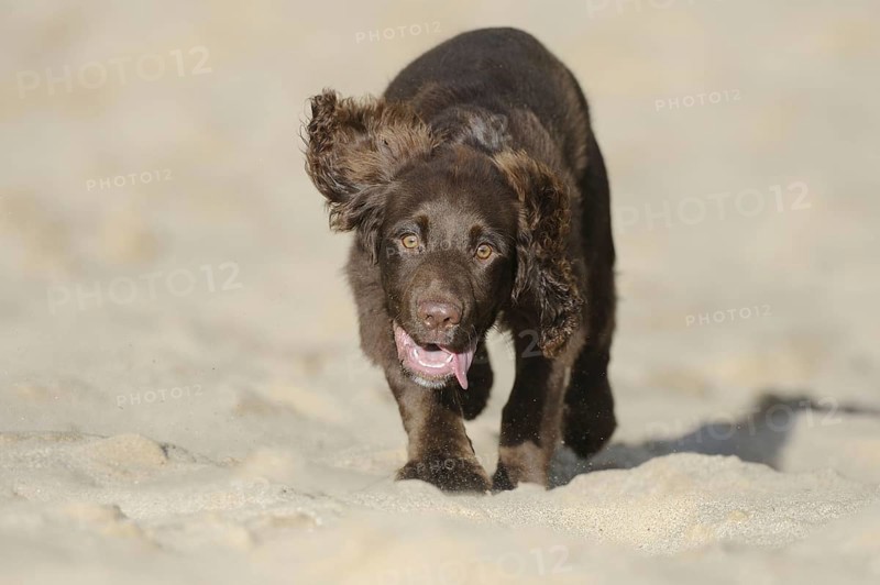 English Cocker Spaniel