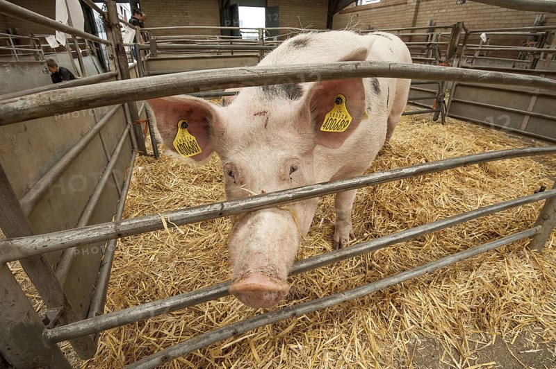 Domestic pig