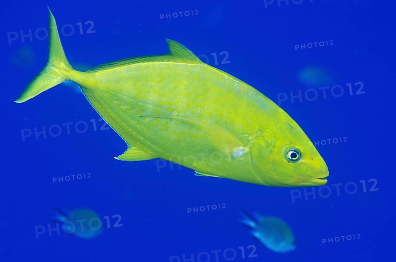 Golden-bodied Spiny Mackerel