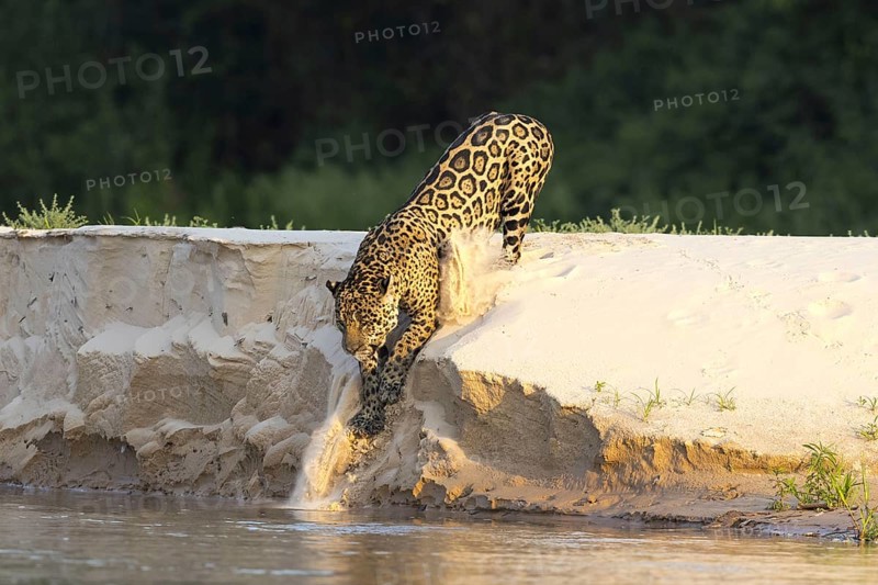 Parana jaguar