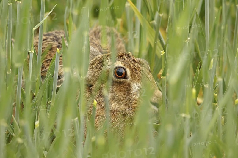 European hare
