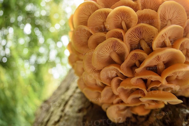 Fruiting body of flammulina