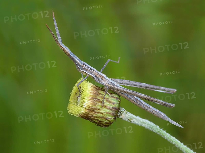 Truxalis hungaricus