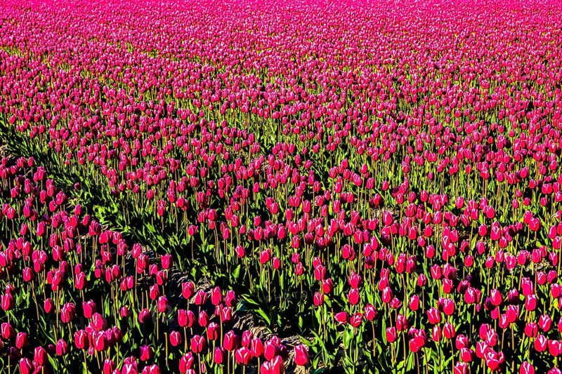 Flowering tulip fields