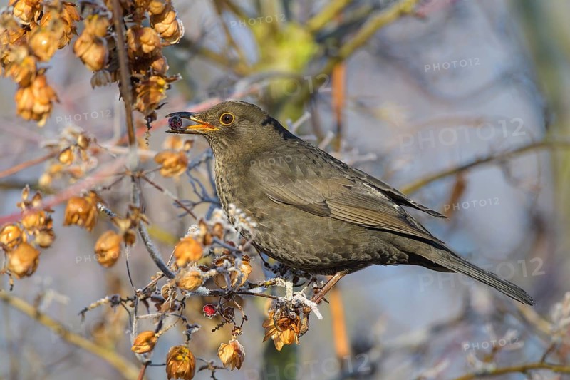 Blackbird